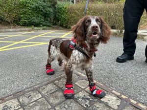 Supporting image for story: Meet Giddy, the fire dog helping the investigation into Crooked House blaze