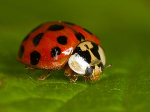 Supporting image for story: Here's the reason Shropshire households are seeing so many ladybirds this autumn - and how we can help them