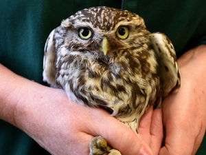 Supporting image for story: Police backing owl protection operation