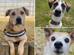 Supporting image for story: 7 adorable dogs looking for their forever homes in Shropshire this week