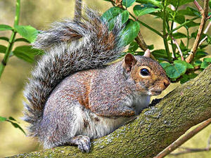 Supporting image for story: Claim red squirrels spotted near county