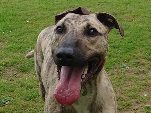 Supporting image for story: RSPCA appeal to find a furr-ever home for 'gentle giant' Ronnie