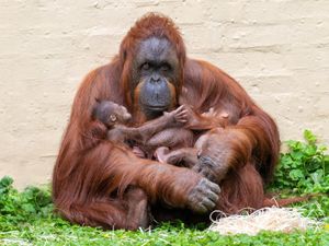 Supporting image for story: Free admission offer for Dudley Zoo this Mother's Day