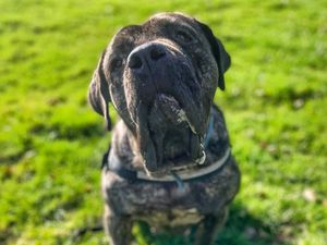 Supporting image for story: Forever home wanted for fusspot dog left scarred from lifetime of breeding and neglect