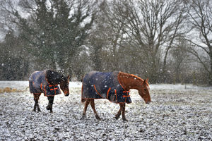 Horses wrapped up warm as the snow falls in Albrighton, off the A41..