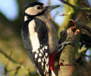 Woodpecker