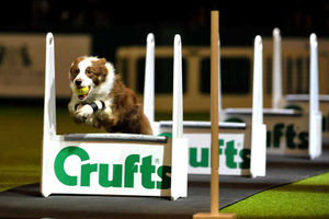 Supporting image for story: WATCH LIVE: Day one of Crufts 2016 at Birmingham's NEC
