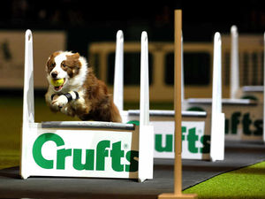 Supporting image for story: WATCH LIVE: Day one of Crufts 2016 at Birmingham's NEC