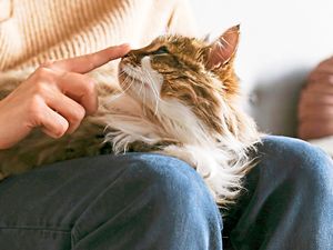 Supporting image for story: The Big Debate: Cats vs Dogs