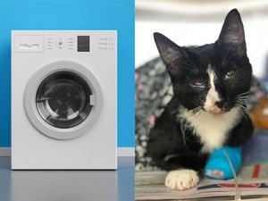 Supporting image for story: ‘Miracle cat’ Poppy survives 30-minute wash cycle