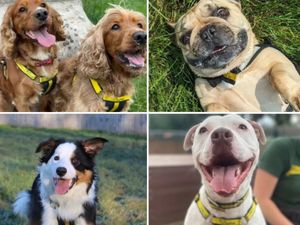Supporting image for story: Dogs Trust: 13 beautiful dogs looking for their forever homes in Shropshire this week