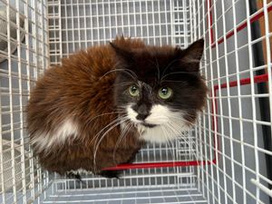 Supporting image for story: Shropshire Cat Rescue launches appeal to help feral colonies