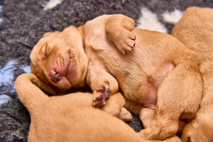The puppies will go on to be trained as Guide Dogs. Photo: Dave Phillips/PinPep