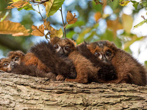 Supporting image for story: Special conservation week dedicated to lemurs 