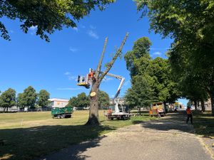 The tree has been removed from The Quarry. Picture: Shrewsbury Town Council