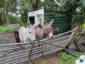 Supporting image for story: Man and woman kept neglected donkeys - including 'emaciated' foal - in muddy field