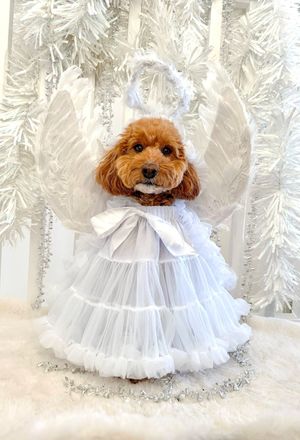 Milo as an Angel from Scotland. 