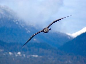 Supporting image for story: Scientists take flying lessons from wing-morphing seagulls