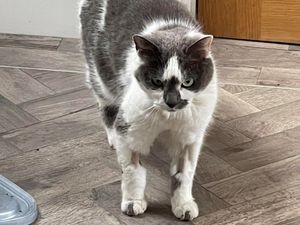 Supporting image for story: 'It's sickening': Cat owner heartbroken after shooting leaves pet with possible brain injury