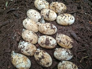 Supporting image for story: Conservationists welcome discovery of 106 rare crocodile eggs in Cambodia
