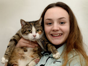 Supporting image for story: Feline not fine! Campaign launched to fix poorly cat's teeth