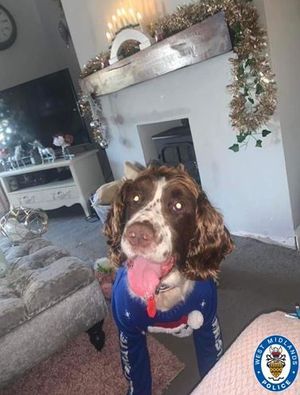 Retired police dog Sam has found his forever home