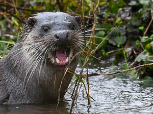 Supporting image for story: W-otter shot for Shropshire photographer!