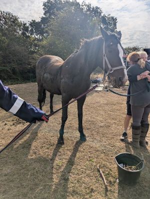 Caramel the mare after being rescued from the mud. Picture: Amber Watch Wellington