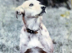 Clover, the beloved pet whose name is immortalised by a model car collection