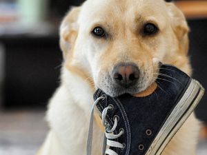 Supporting image for story: Mark Andrews on Saturday: A barking-mad idea, trigger warnings and the end of the road for 'smart' motorways