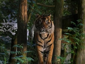 Supporting image for story: 'He was such a beautiful boy' - Outpouring of emotional tributes as Dudley Zoo's Sumatran tiger João dies