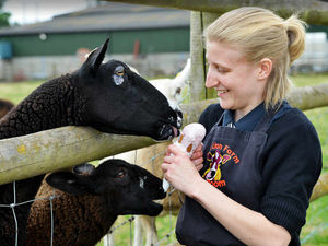 Supporting image for story: Would ewe like some ice-cream?