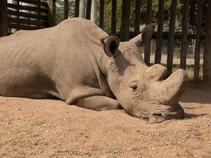 Supporting image for story: World’s last male northern white rhino dies