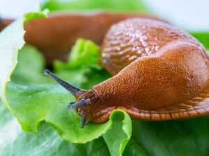Supporting image for story: Here’s how slug slime helped scientists develop medical super-glue for wounds