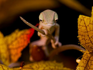 Supporting image for story: Big surprise as fingertip-sized chameleons born in Telford - in video