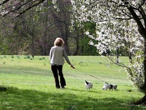 Supporting image for story: Anti-social dog owners could face £100 fines in plans to crack down on 'mess hot spots'