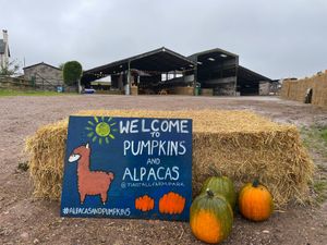 Supporting image for story: I visited Tunstall Farm Park's Pumpkins and Alpacas event - here's the Halloween fun I found