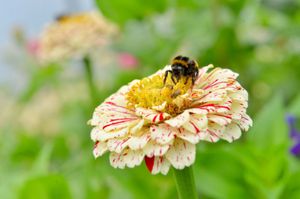 A bee takes a liking to a zinnia plant