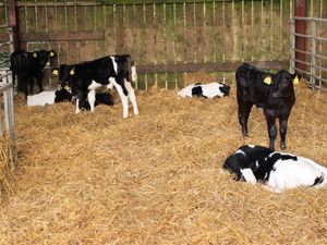 Supporting image for story: Shropshire Farming Talk: Investing in your Youngstock Environment 