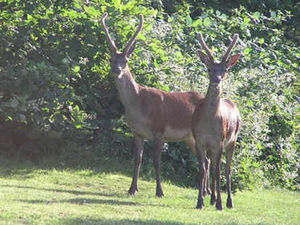 Supporting image for story: Bambi and friend venture into town