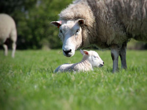 Supporting image for story: Warning to avoid meat from 'dubious sources' following sheep attacks at Shropshire farms