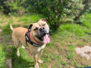 Beautiful boxer Poppy has had no interest at all from potential adopters.