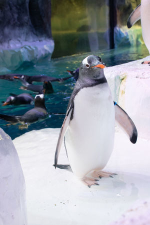 Pablo the predicting penguin