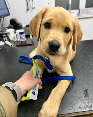 Supporting image for story: Adorable puppy Tiger from Guide Dogs’ ‘Baker’s Dozen’ litter pup arrives in Shropshire