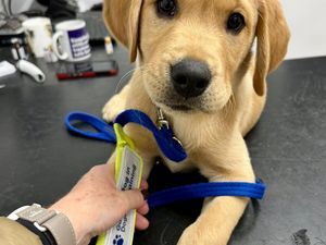 Supporting image for story: Adorable puppy Tiger from Guide Dogs’ ‘Baker’s Dozen’ litter pup arrives in Shropshire