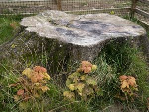 Supporting image for story: Video captures Sycamore Gap tree being cut down in less than three minutes