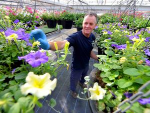 Supporting image for story: See the 300,000 flowers all set to make Shrewsbury bloom - with video and pictures