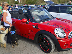 Supporting image for story: Watch: Big turnout for Mini car show