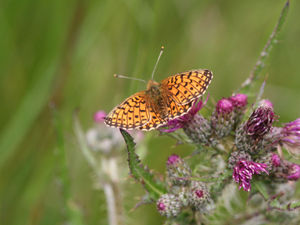 Supporting image for story: Thousands of violets to be spread across the Shropshire Hills to help rare butterfly