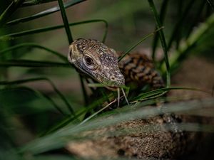 Supporting image for story: WATCH: Two endangered Komodo dragons hatch at Chester Zoo